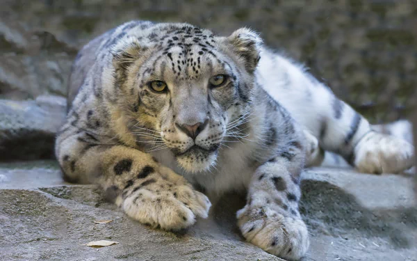 HD PC desktop wallpaper of a snow leopard wildcat cat, crouched on rocks and staring intently — a striking animal portrait.