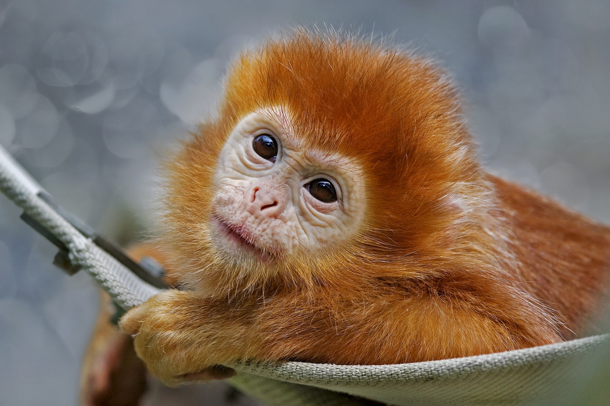 Animal Golden snub-nosed monkey HD Wallpaper | Background Image