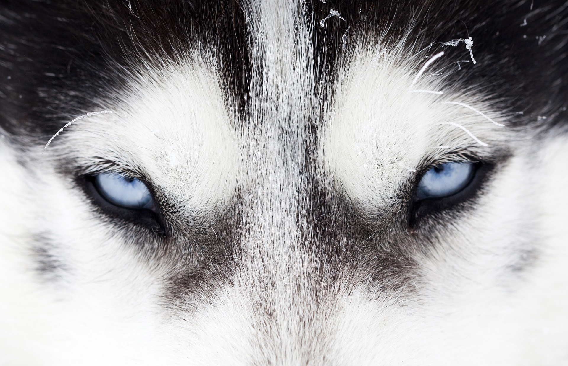 Animal Siberian Husky HD Wallpaper | Background Image