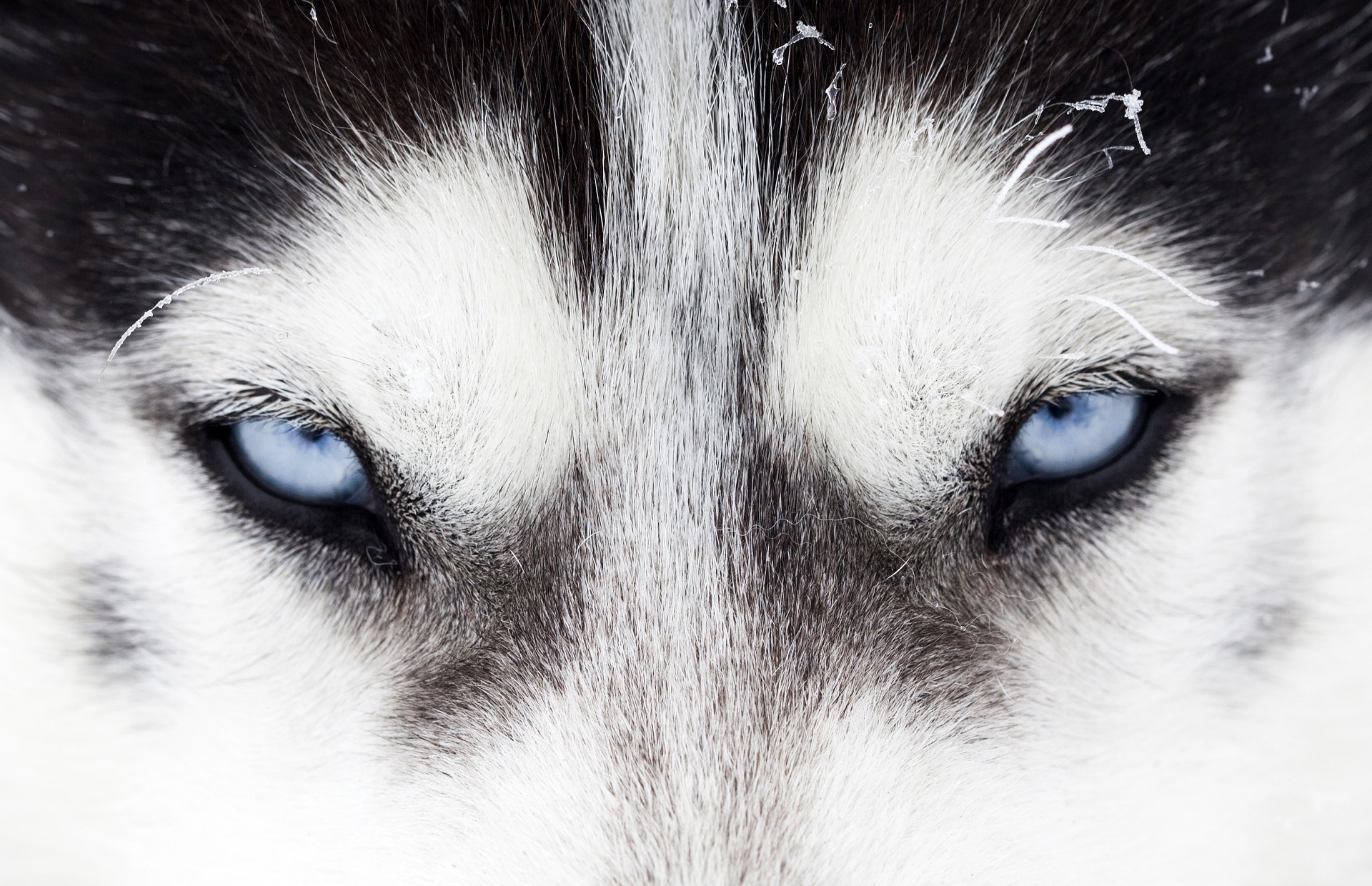 50+ Husky Siberiano Fondos de pantalla HD y Fondos de Escritorio