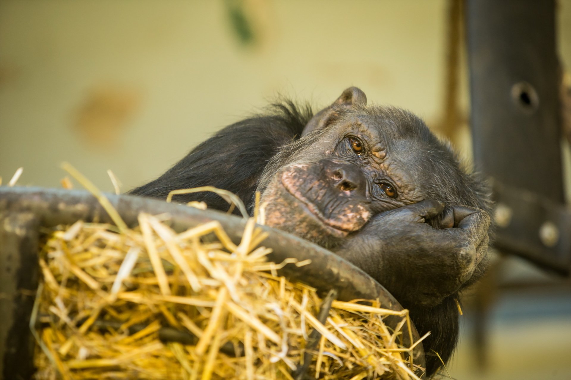 Animal Chimpanzee HD Wallpaper