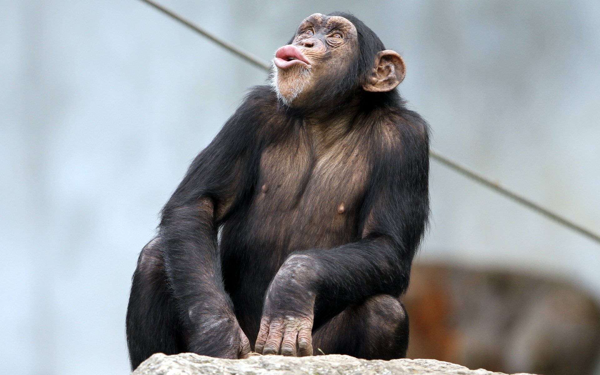 Download Monkey Animal Chimpanzee HD Wallpaper