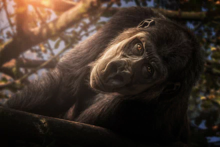 Animal gorilla HD Desktop Wallpaper | Background Image