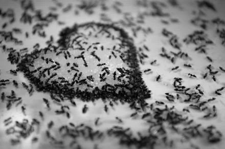 Black & White heart ant photography love HD Desktop Wallpaper | Background Image