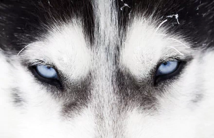 Close-up HD desktop wallpaper showing the intense blue eyes of a Siberian Husky dog against its black and white fur.
