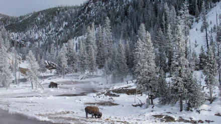 Yellowstone american bison nature winter HD Desktop Wallpaper | Background Image
