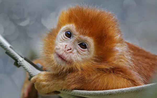 Animal Golden snub-nosed monkey HD Desktop Wallpaper | Background Image