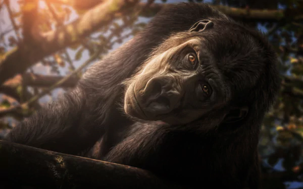 Animal gorilla HD Desktop Wallpaper | Background Image