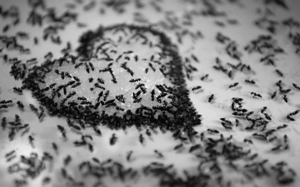 Black & White heart ant photography love HD Desktop Wallpaper | Background Image
