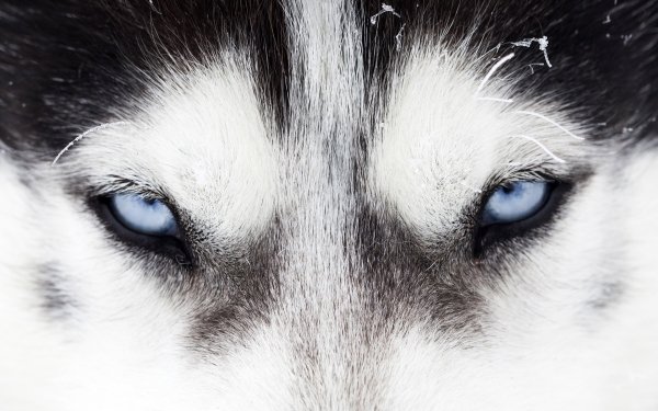 Animal Siberian Husky Dogs Dog Eye Close-Up HD Wallpaper | Background Image