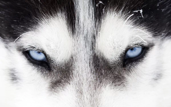 Close-up HD desktop wallpaper showing the intense blue eyes of a Siberian Husky dog against its black and white fur.