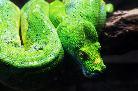Animal python HD Desktop Wallpaper | Background Image