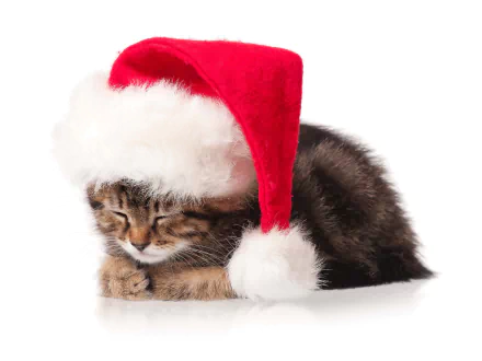 A cute kitten wearing a red and white Santa hat, peacefully resting. This charming image makes a delightful HD desktop wallpaper for the Christmas season.