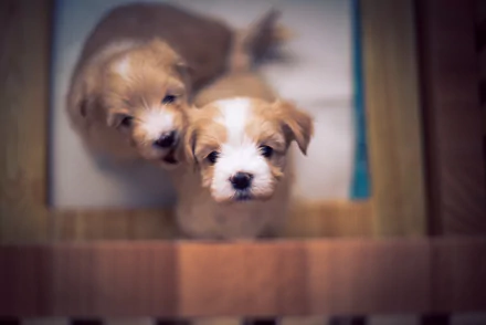 HD desktop wallpaper featuring two adorable puppy dogs with a soft bokeh background, highlighting their playful and innocent expressions.