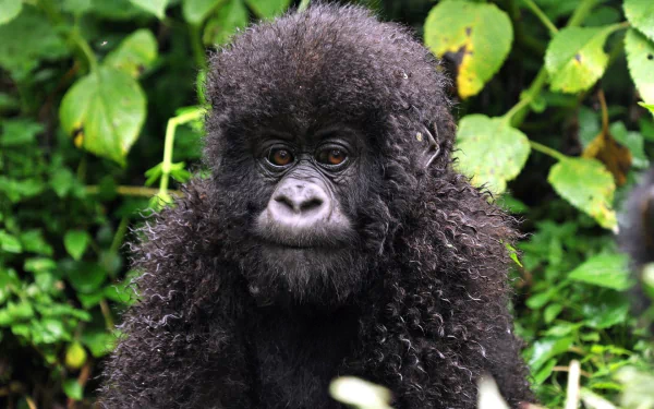 Animal gorilla HD Desktop Wallpaper | Background Image