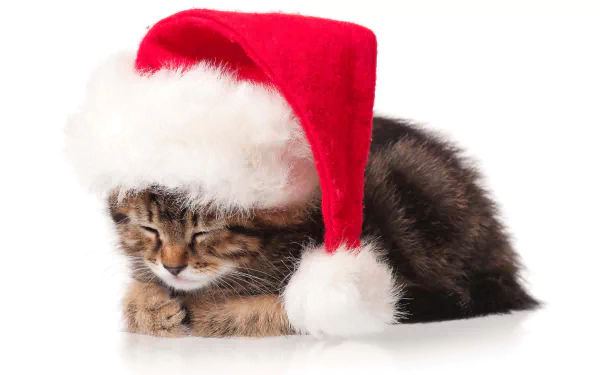 A cute kitten wearing a red and white Santa hat, peacefully resting. This charming image makes a delightful HD desktop wallpaper for the Christmas season.