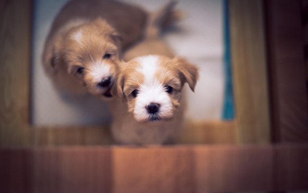Animal Dog Dogs Puppy Bokeh HD Wallpaper | Background Image