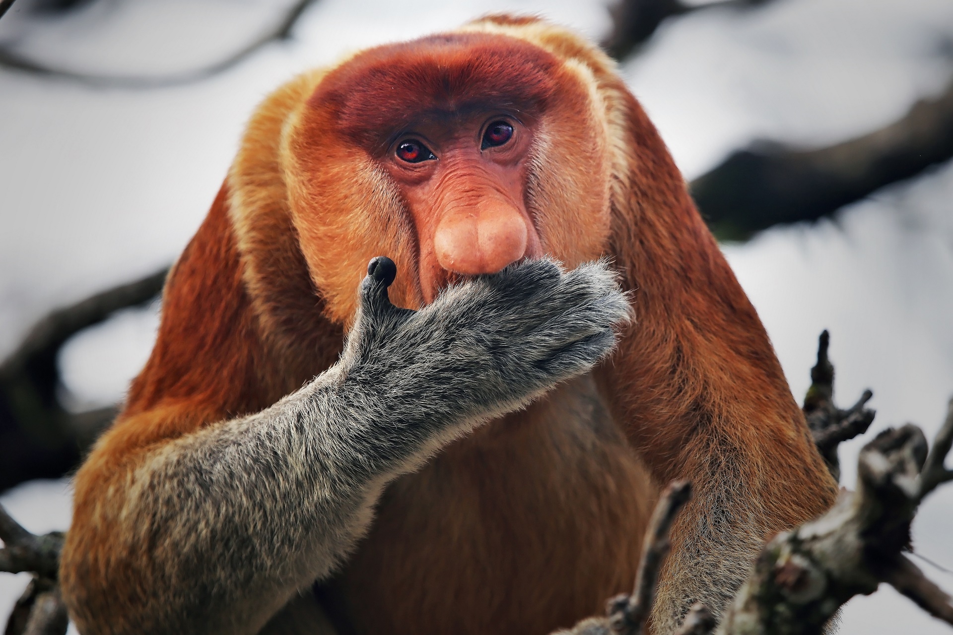 Download Animal Proboscis Monkey HD Wallpaper