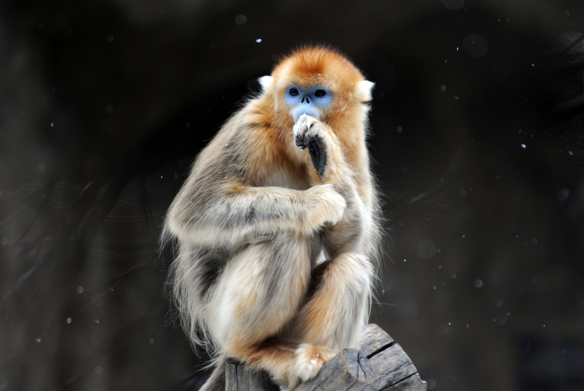 Download Animal Golden Snub-nosed Monkey HD Wallpaper