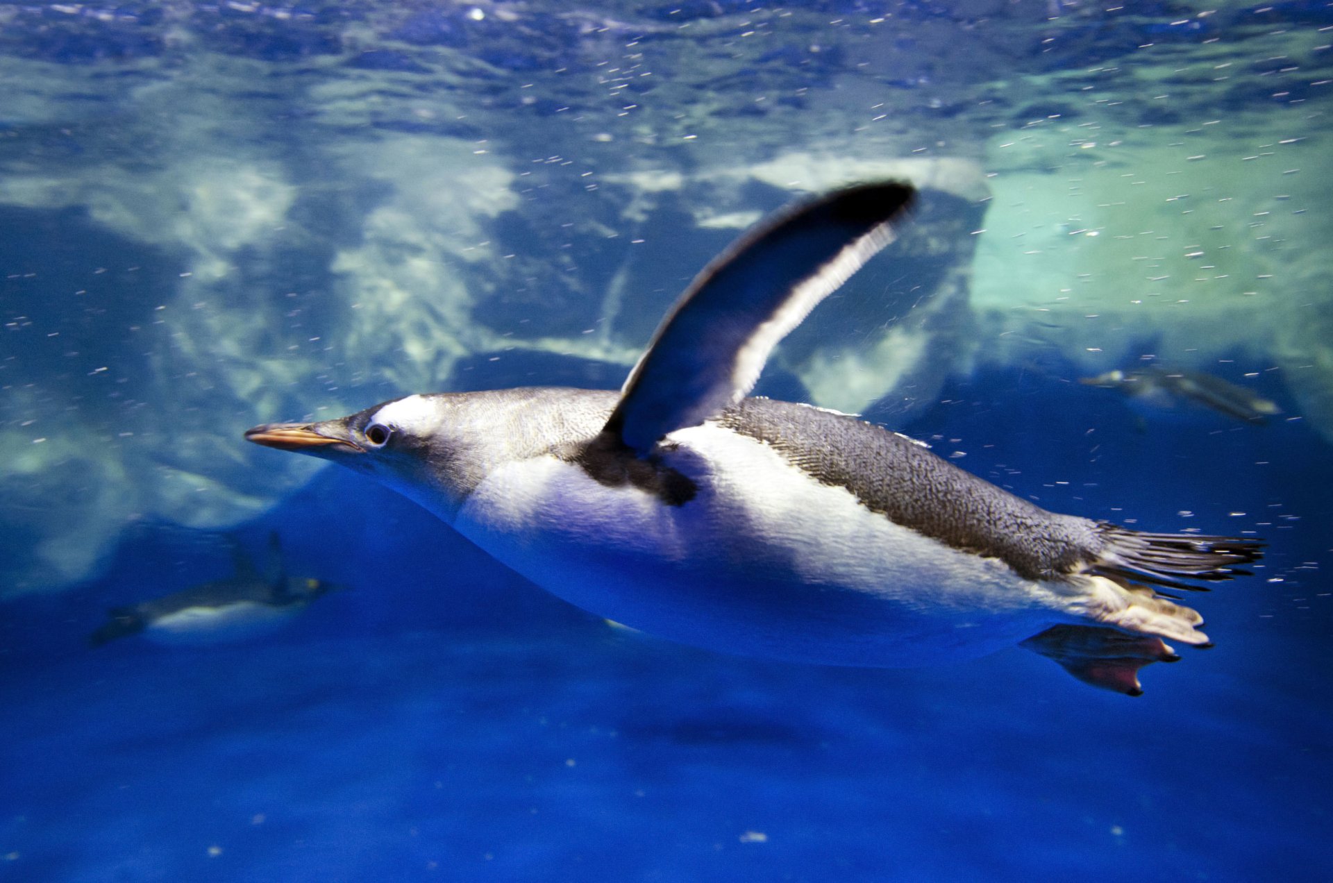 Download Animal Penguin 4k Ultra HD Wallpaper