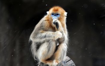 Monkey Wallpaper 16 golden snub-nosed monkey hd wallpapers | backgrounds Monkey Wallpaper 16 golden snub-nosed monkey hd wallpapers | backgrounds