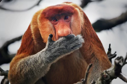 Animal proboscis monkey HD Desktop Wallpaper | Background Image