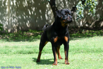 A Rottweiler stands confidently on green grass, surrounded by dappled sunlight and shadows, creating a striking HD desktop wallpaper and background.