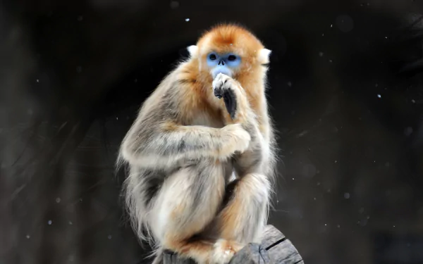 Animal Golden snub-nosed monkey HD Desktop Wallpaper | Background Image