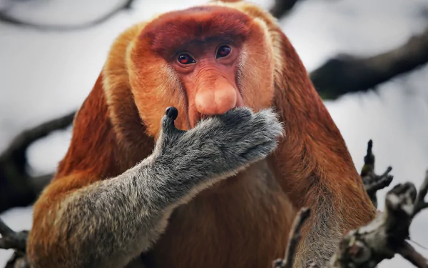 Animal proboscis monkey HD Desktop Wallpaper | Background Image