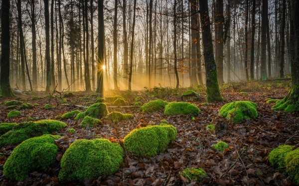 Earth Forest Tree Sunbeam Nature Moss HD Wallpaper | Background Image