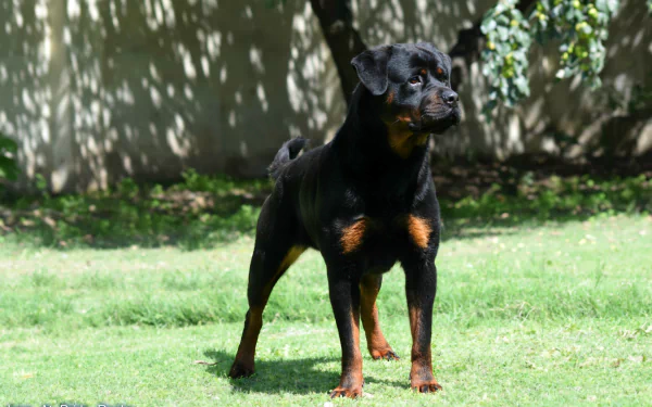A Rottweiler stands confidently on green grass, surrounded by dappled sunlight and shadows, creating a striking HD desktop wallpaper and background.