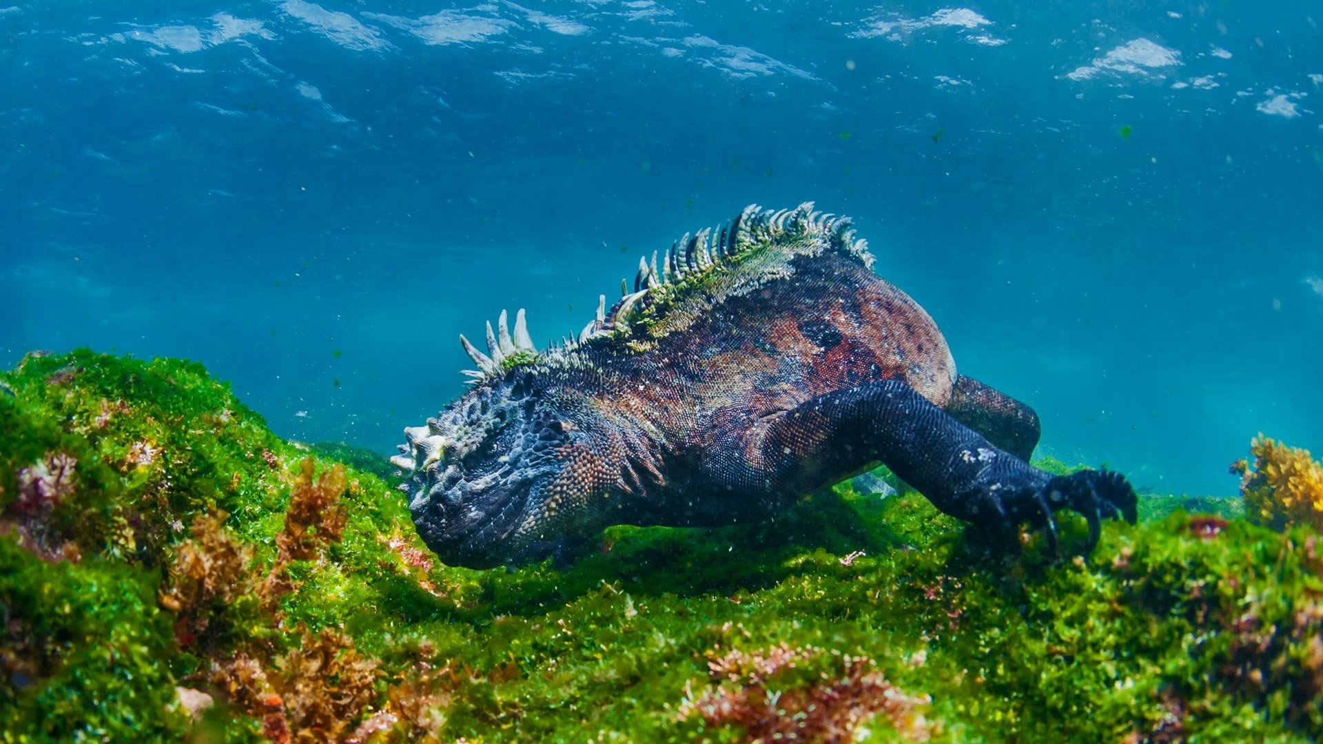 Download Underwater Lizard Animal Iguana HD Wallpaper
