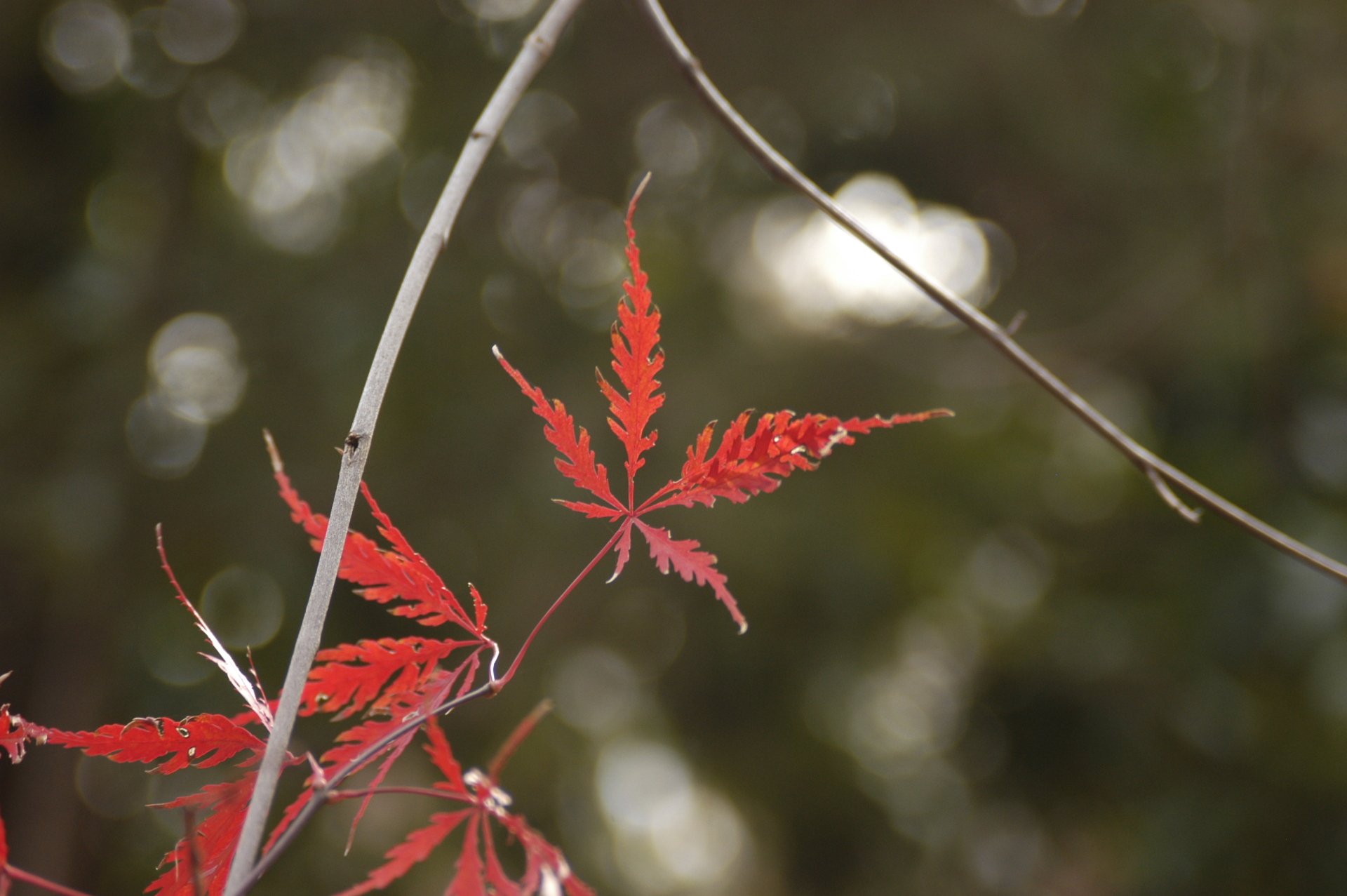 Download Nature Leaf HD Wallpaper