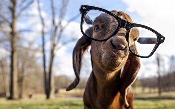 83 Goat HD Wallpapers | Background Images - Wallpaper Abyss - Page 2