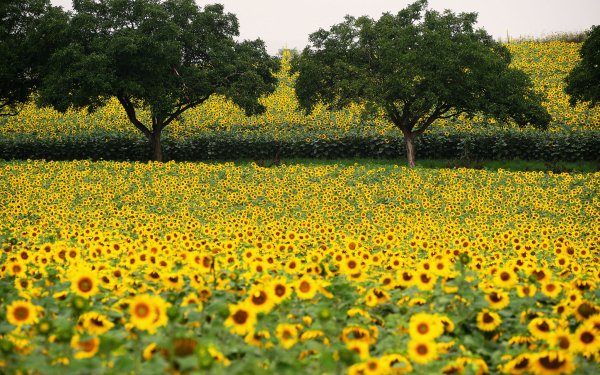 Nature Sunflower Flowers Flower Field HD Wallpaper | Background Image