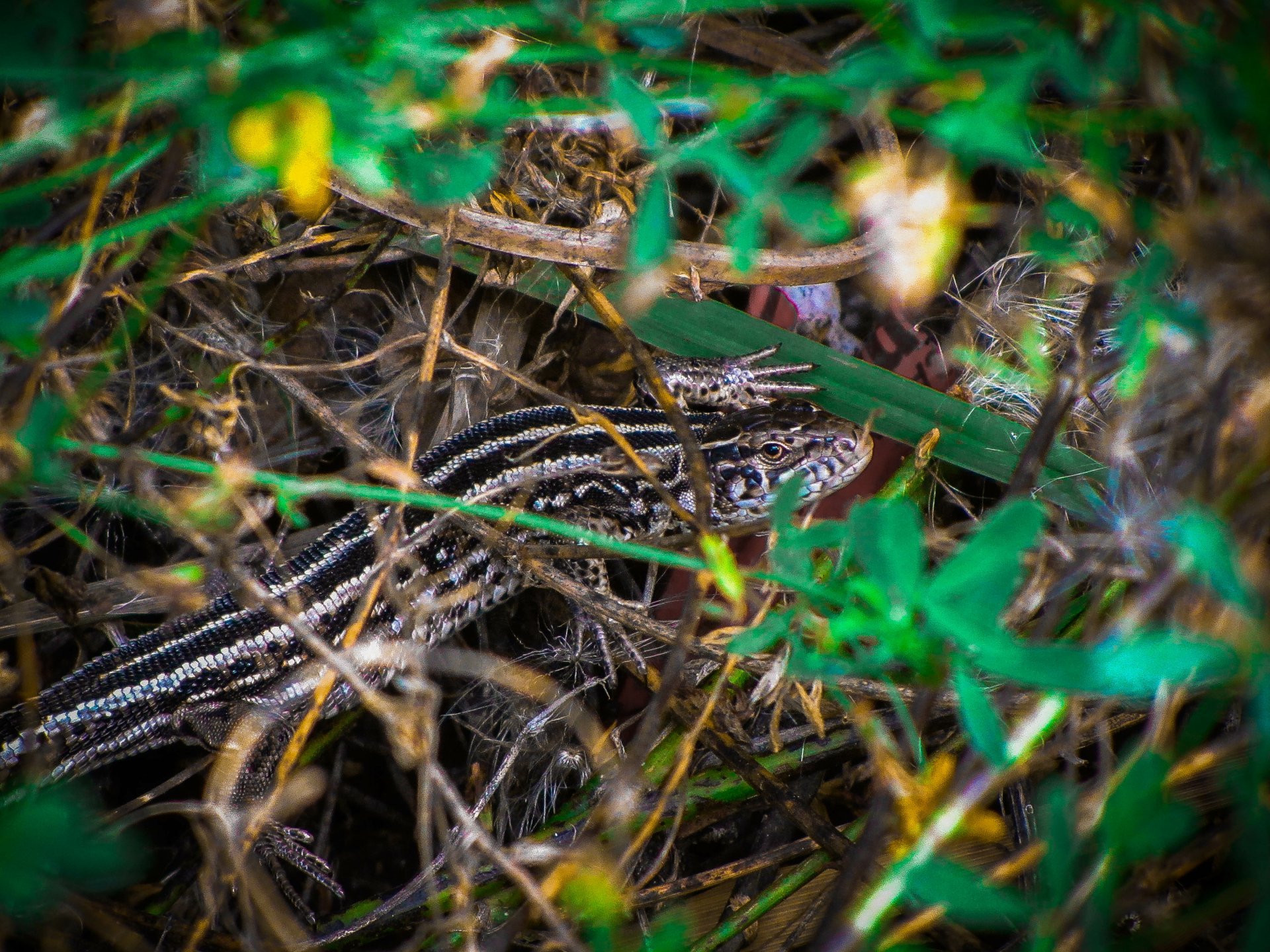 Download Animal Lizard 4k Ultra HD Wallpaper by Vergilius