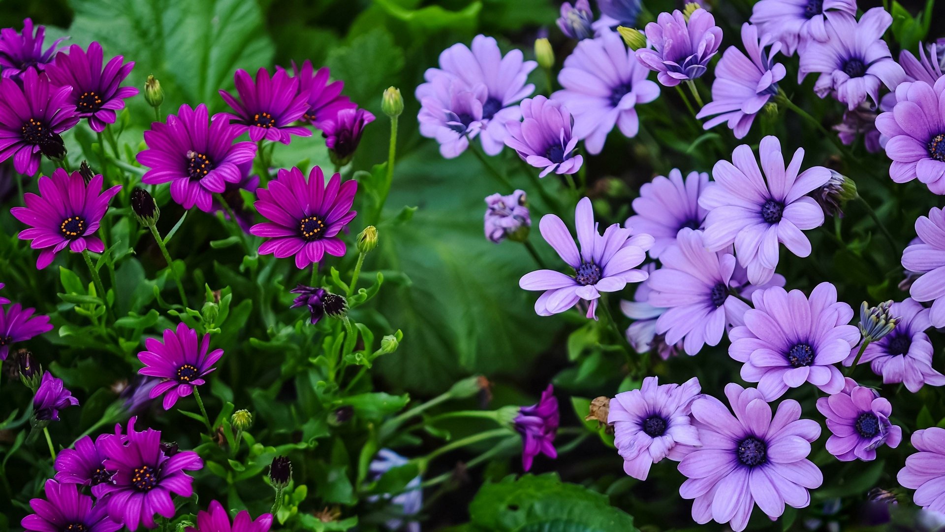 Vibrant purple and lavender African daisies bloom amidst lush green leaves, creating a stunning nature display. This HD image serves as a beautiful desktop wallpaper and background.