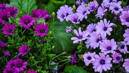 Vibrant purple and lavender African daisies bloom amidst lush green leaves, creating a stunning nature display. This HD image serves as a beautiful desktop wallpaper and background.