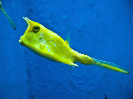Funny, weird yellow longhorn cowfish with horned snout swimming on a deep blue background — animal/fish HD PC desktop wallpaper.