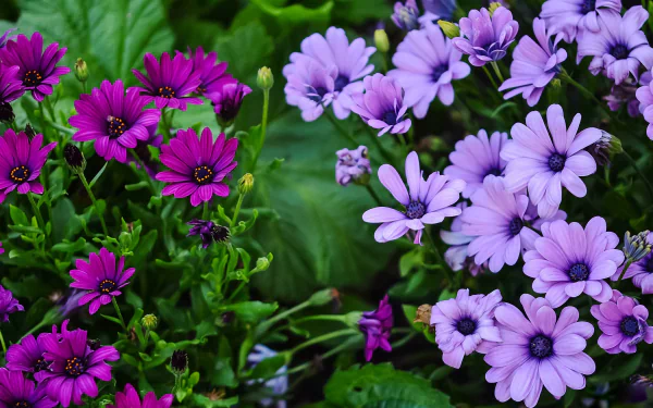 Vibrant purple and lavender African daisies bloom amidst lush green leaves, creating a stunning nature display. This HD image serves as a beautiful desktop wallpaper and background.