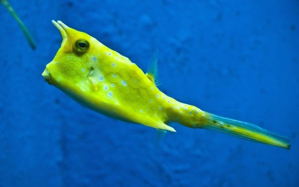 Animal Fish Fishes Longhorn Cowfish Weird Funny HD Wallpaper | Background Image