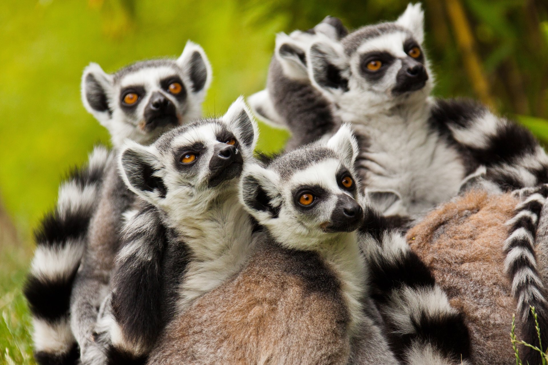 Ring-Tailed Lemurs 4k Ultra Fondo de pantalla HD | Fondo de Escritorio