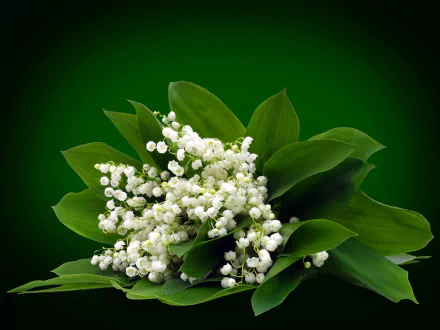  Lilies of the Valley