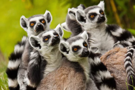 A group of ring-tailed lemurs resting closely together in natural greenery, captured in stunning 4K Ultra HD detail for a vibrant PC desktop wallpaper.