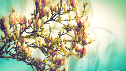 HD desktop wallpaper featuring delicate flower blossoms on a branch with a soft bokeh background, capturing the beauty of nature in vibrant detail.