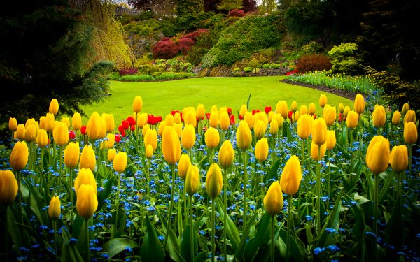 Man Made Garden Nature Tulip Flower Park Yellow Flower HD Wallpaper | Background Image