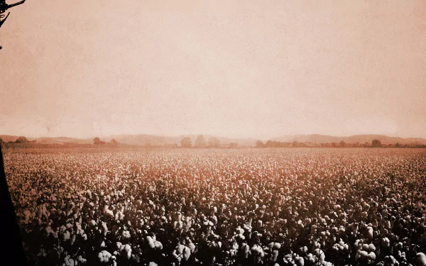 field cotton movie 12 years a slave HD Desktop Wallpaper | Background Image