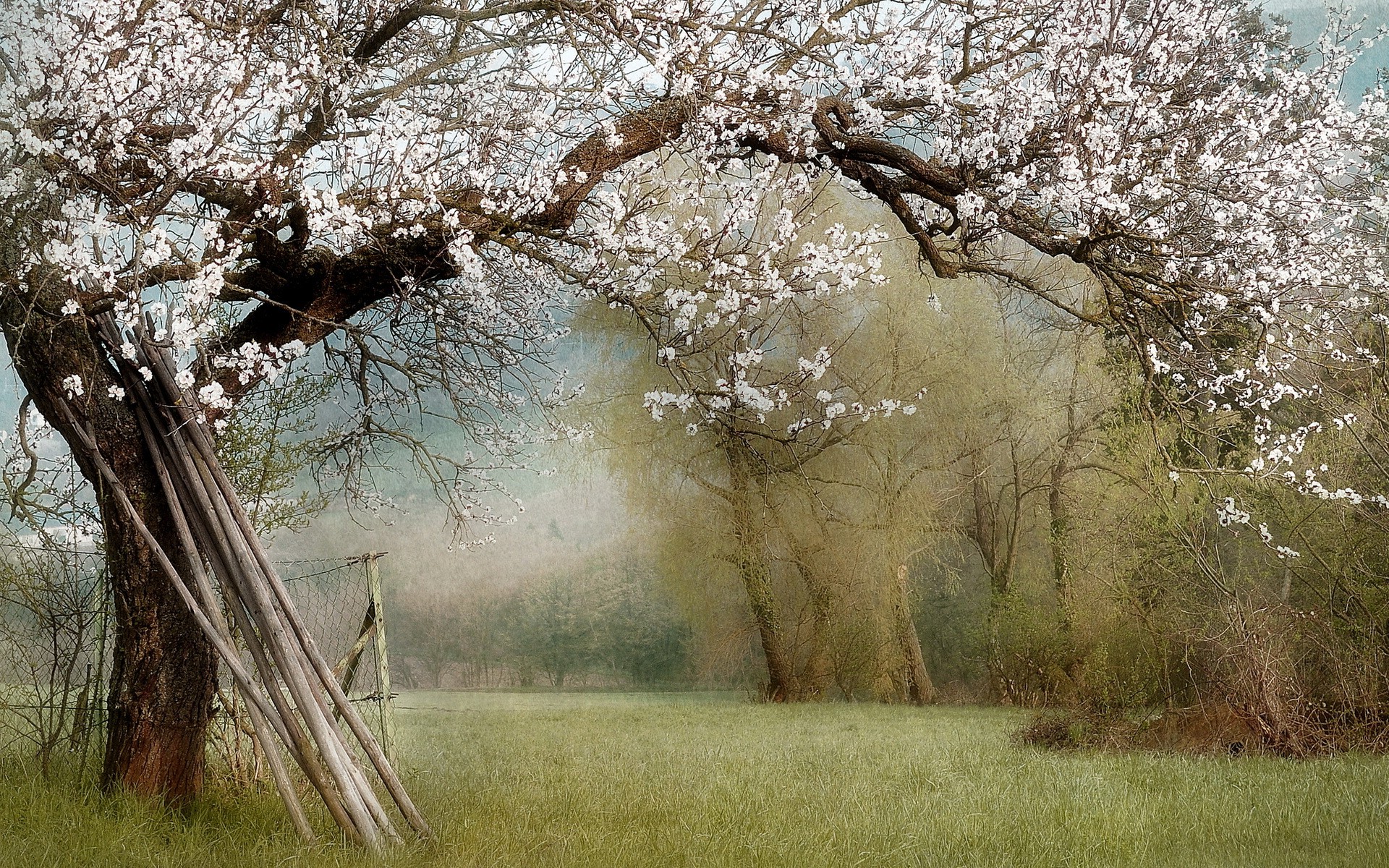 White Blossoming Tree in Field Full HD Wallpaper and Background Image