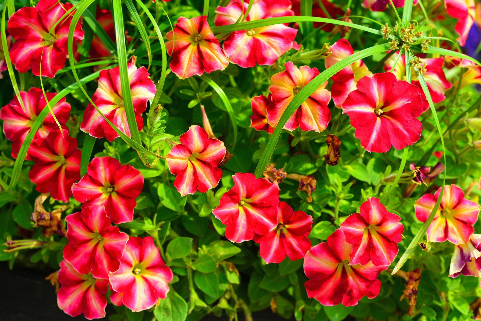 Nature Petunia HD Wallpaper