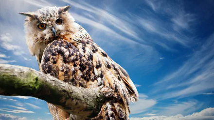 A great horned owl perches on a branch against a backdrop of blue sky and wispy clouds, showcased in stunning 4K Ultra HD detail.
